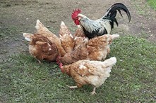 Backyard chickens