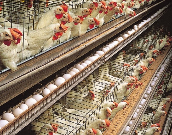 Commercial poultry
