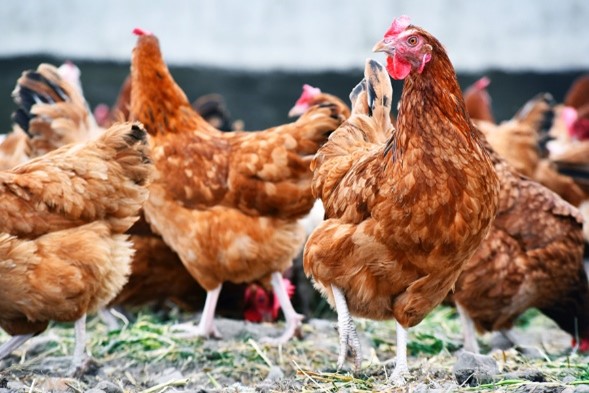 Dealer chickens