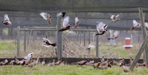 Game bird farm