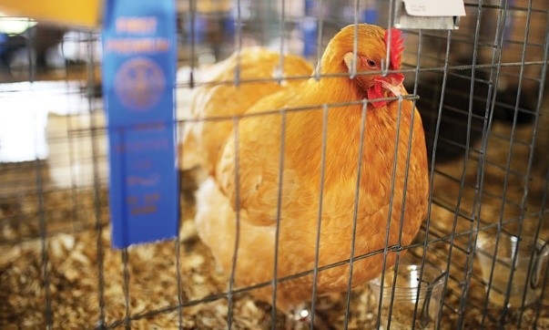 Show chicken