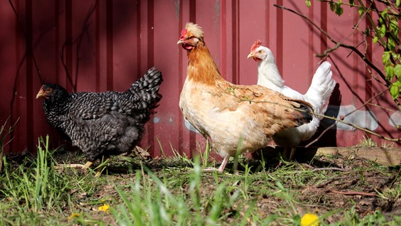 Backyard flock 1