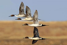 Wild birds