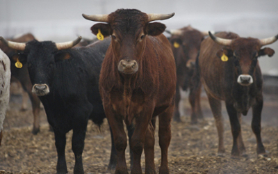 Import-Transport Animals